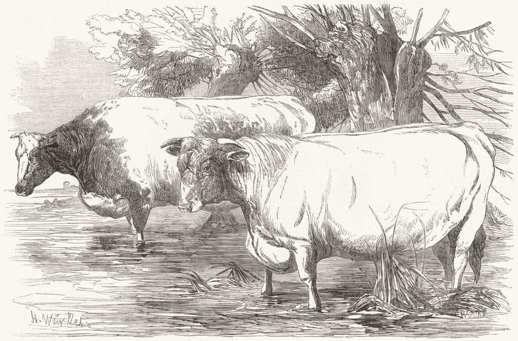 COWS. Short-horns-prize £15 Richard Booth; - 1853 old antique print picture